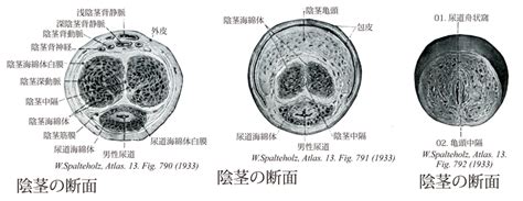 陰茎 大 図鑑|ペニスの解剖学 .